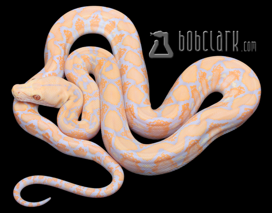 Lavender albino