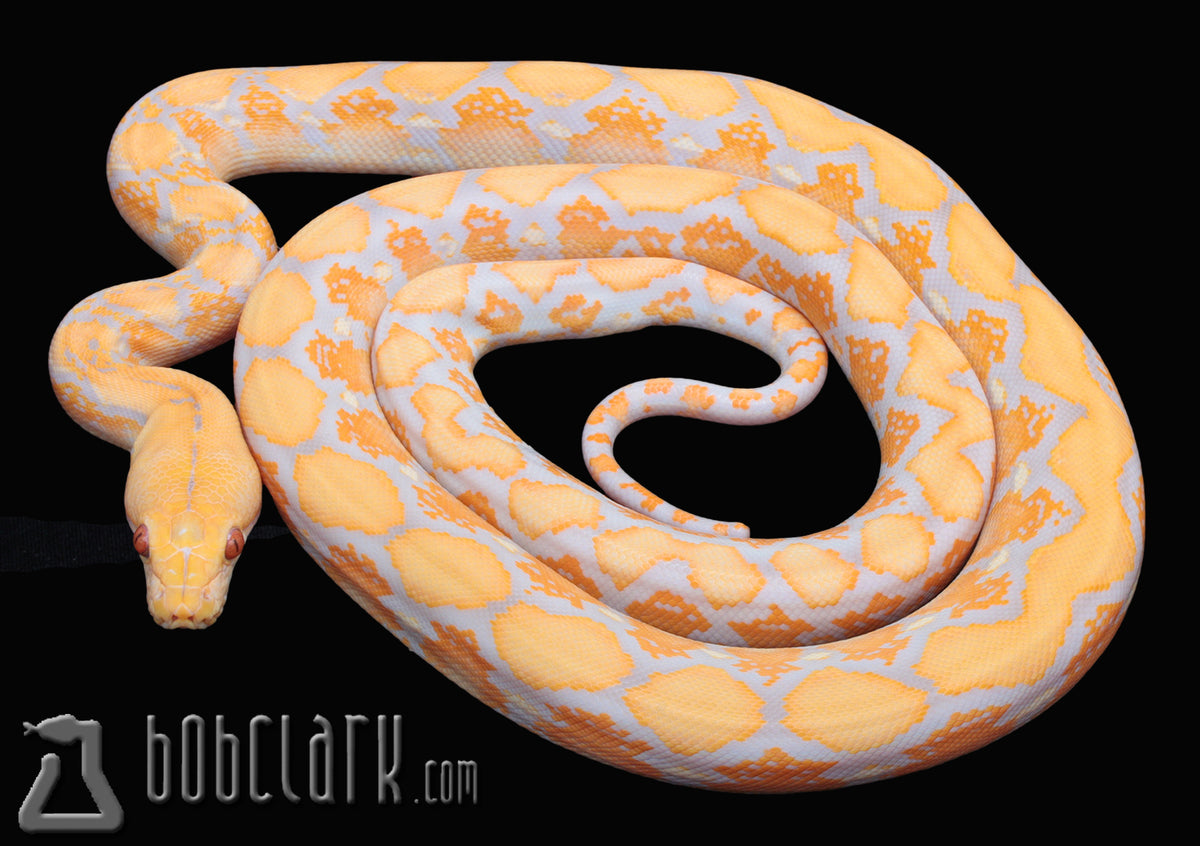Lavender albino