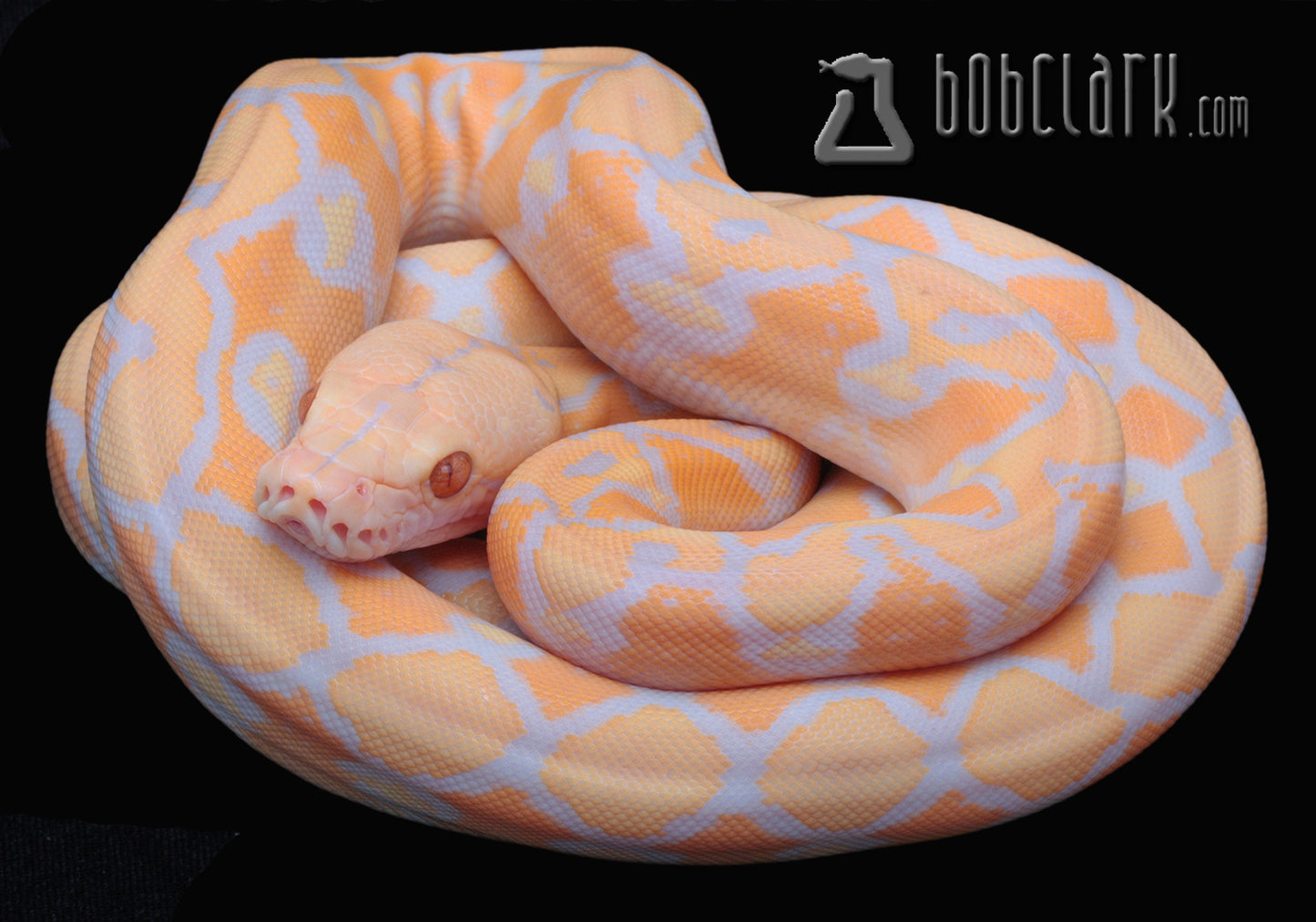 Lavender albino