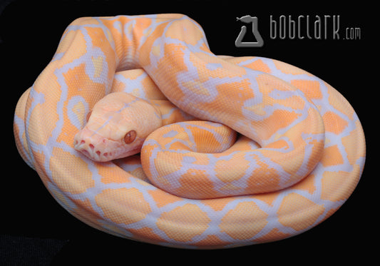 Lavender albino