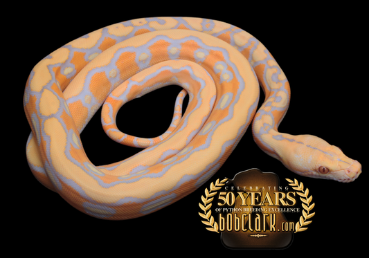 Lavender albino het orange ghost stripe