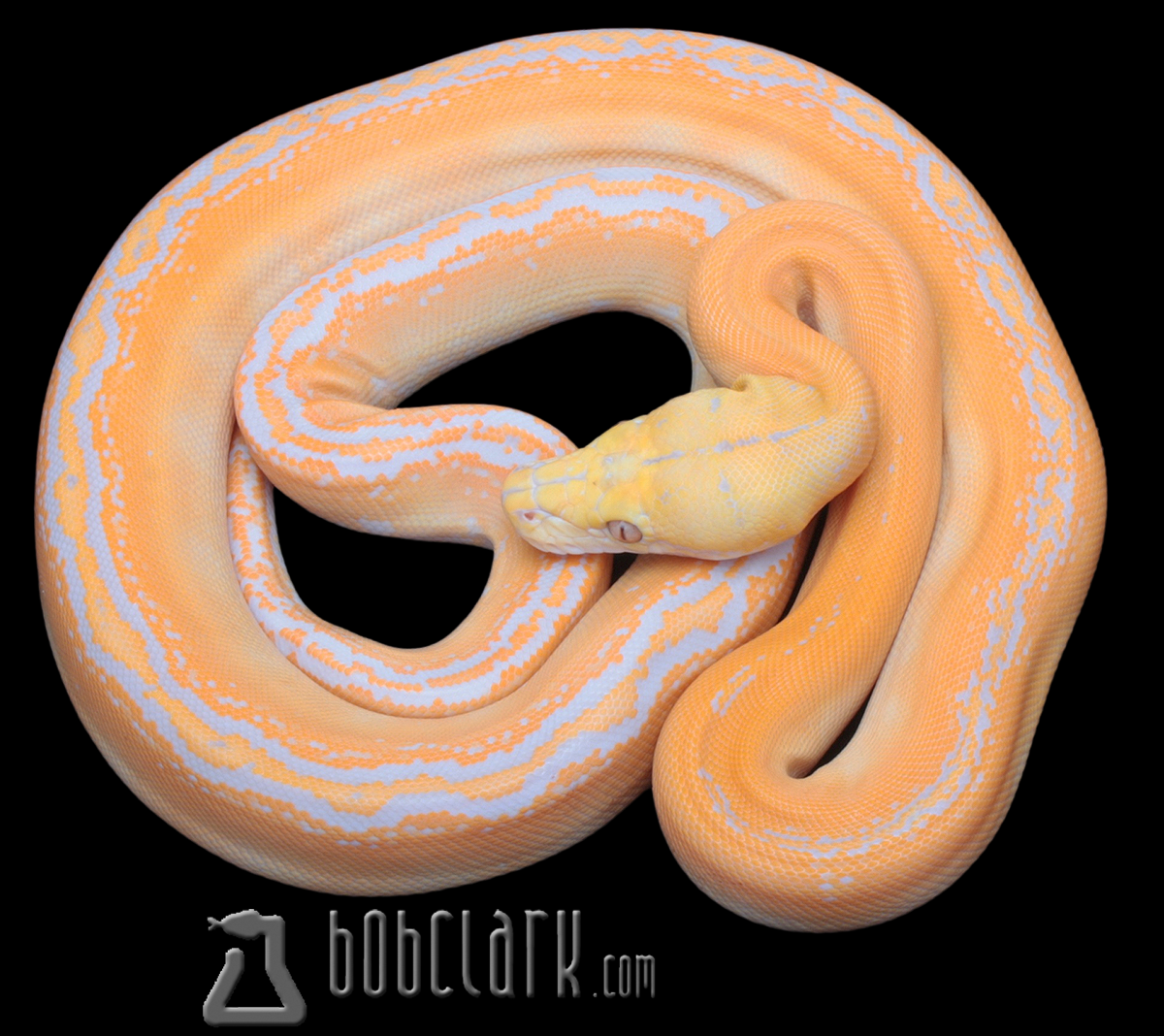 Lavender albino golden child