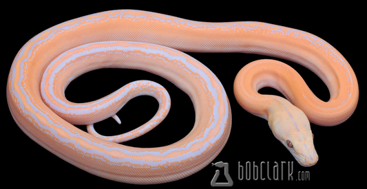 Lavender albino golden child
