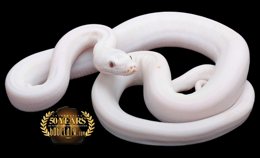 Lavender albino golden child cow