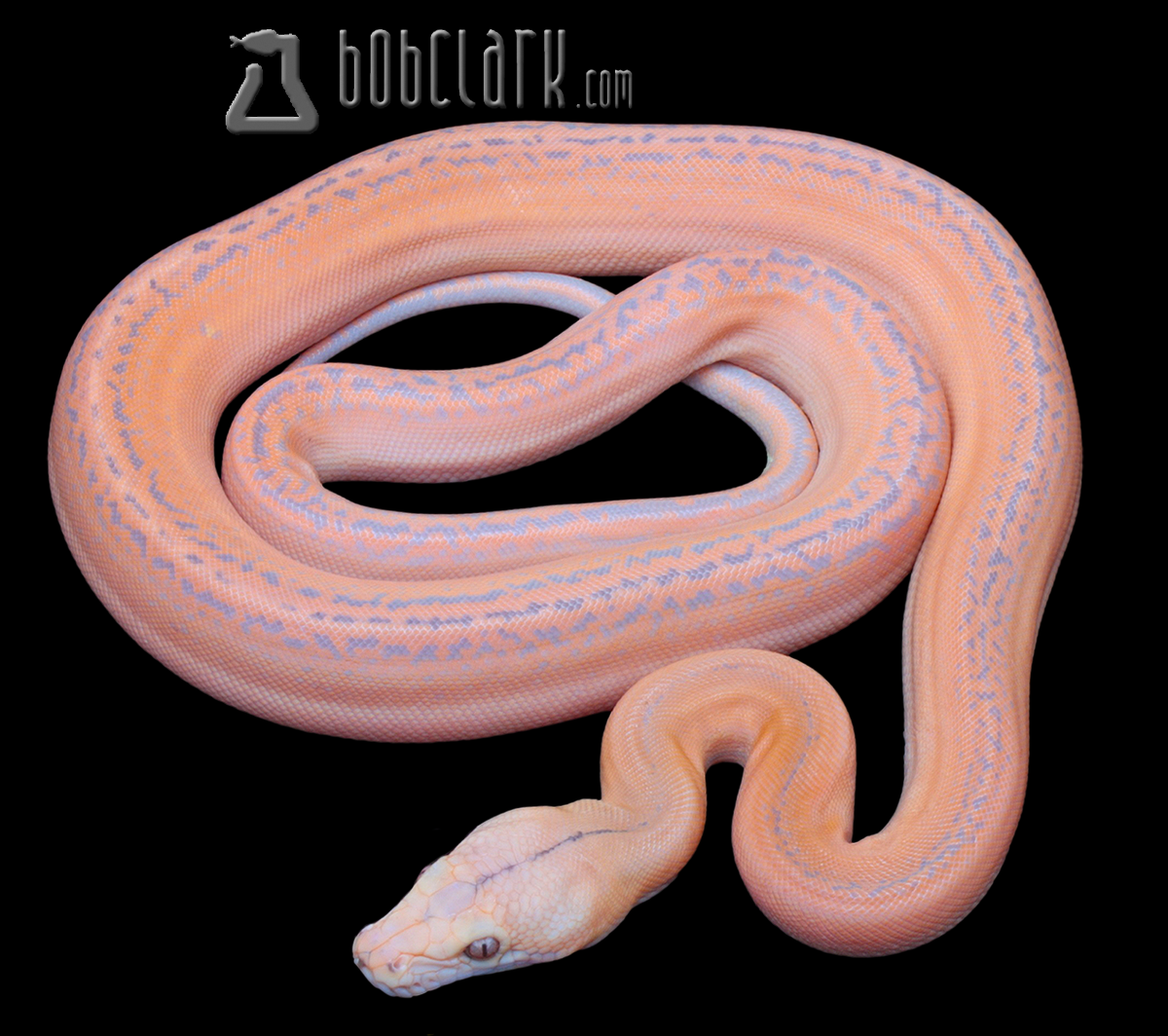 purple golden child tiger