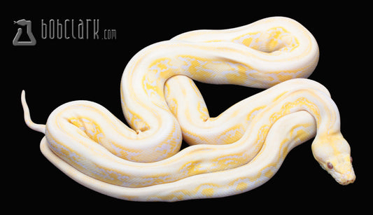 Lavender albino jaguar 65" female