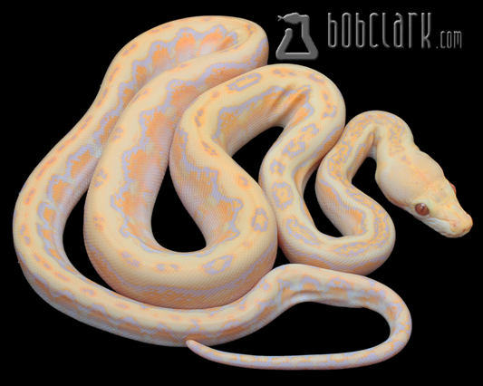 Lavender albino phantom jaguar