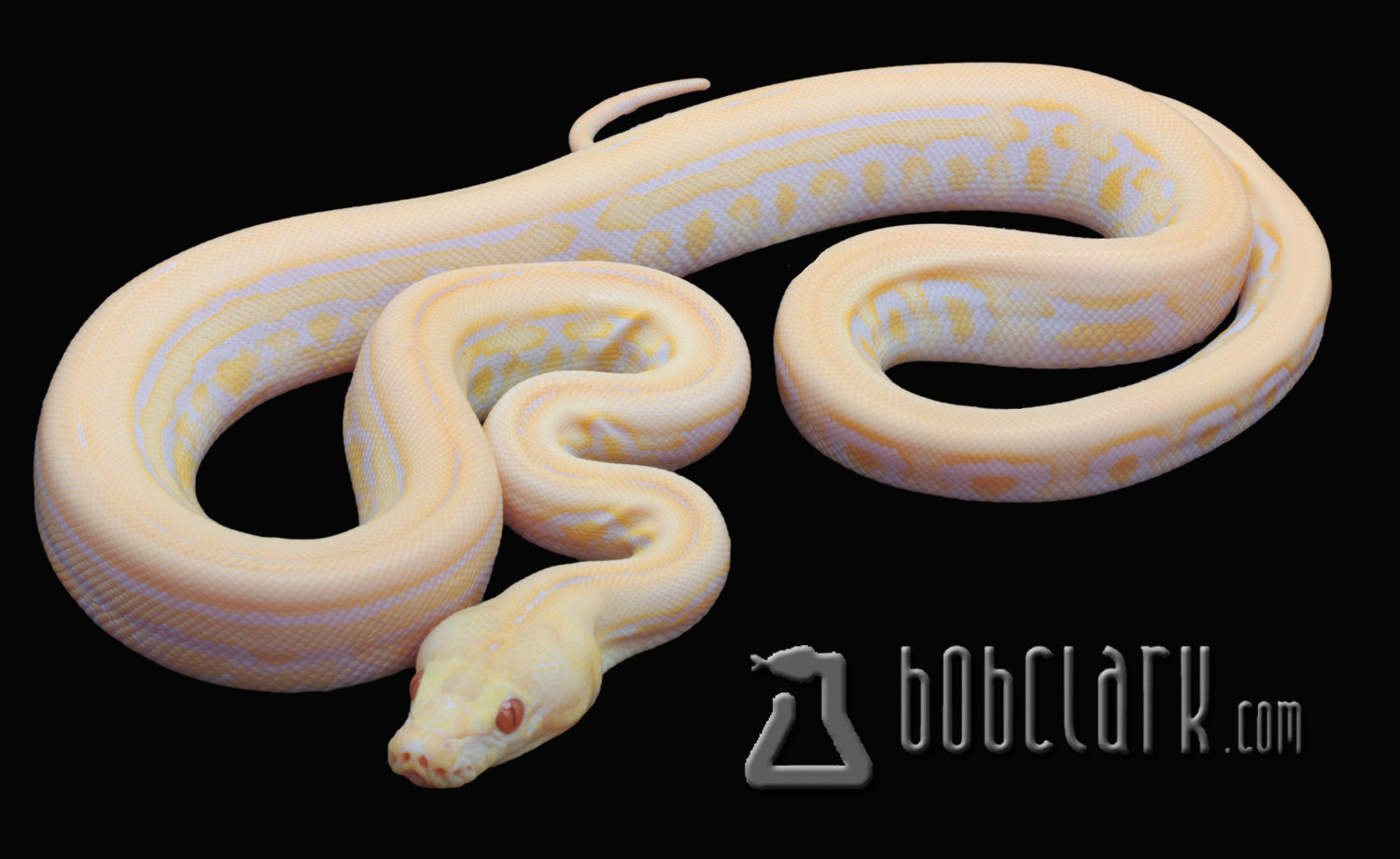 Lavender jaguar tiger