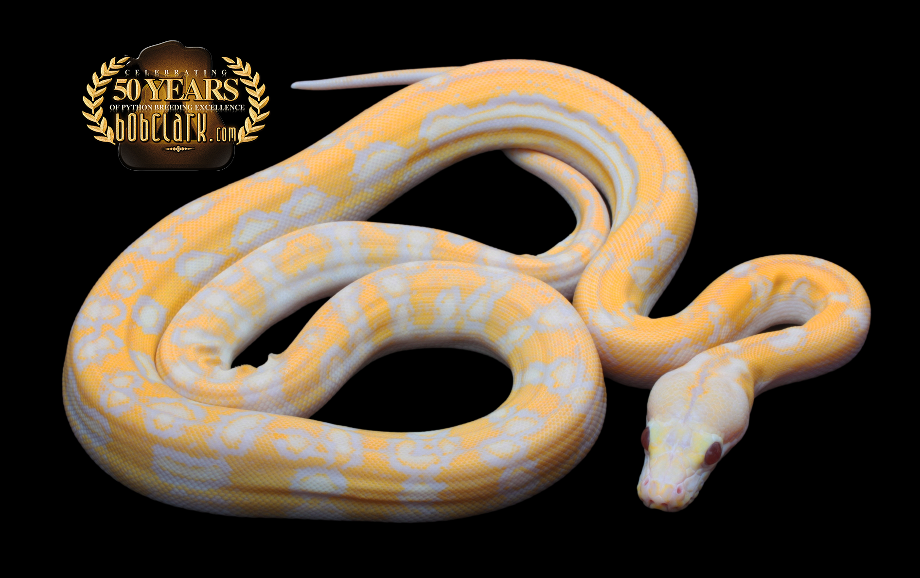 Lavender albino lemon glow anthrax