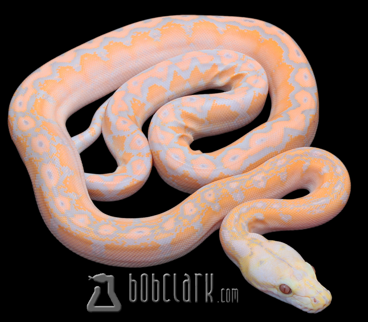 Lavender albino motley