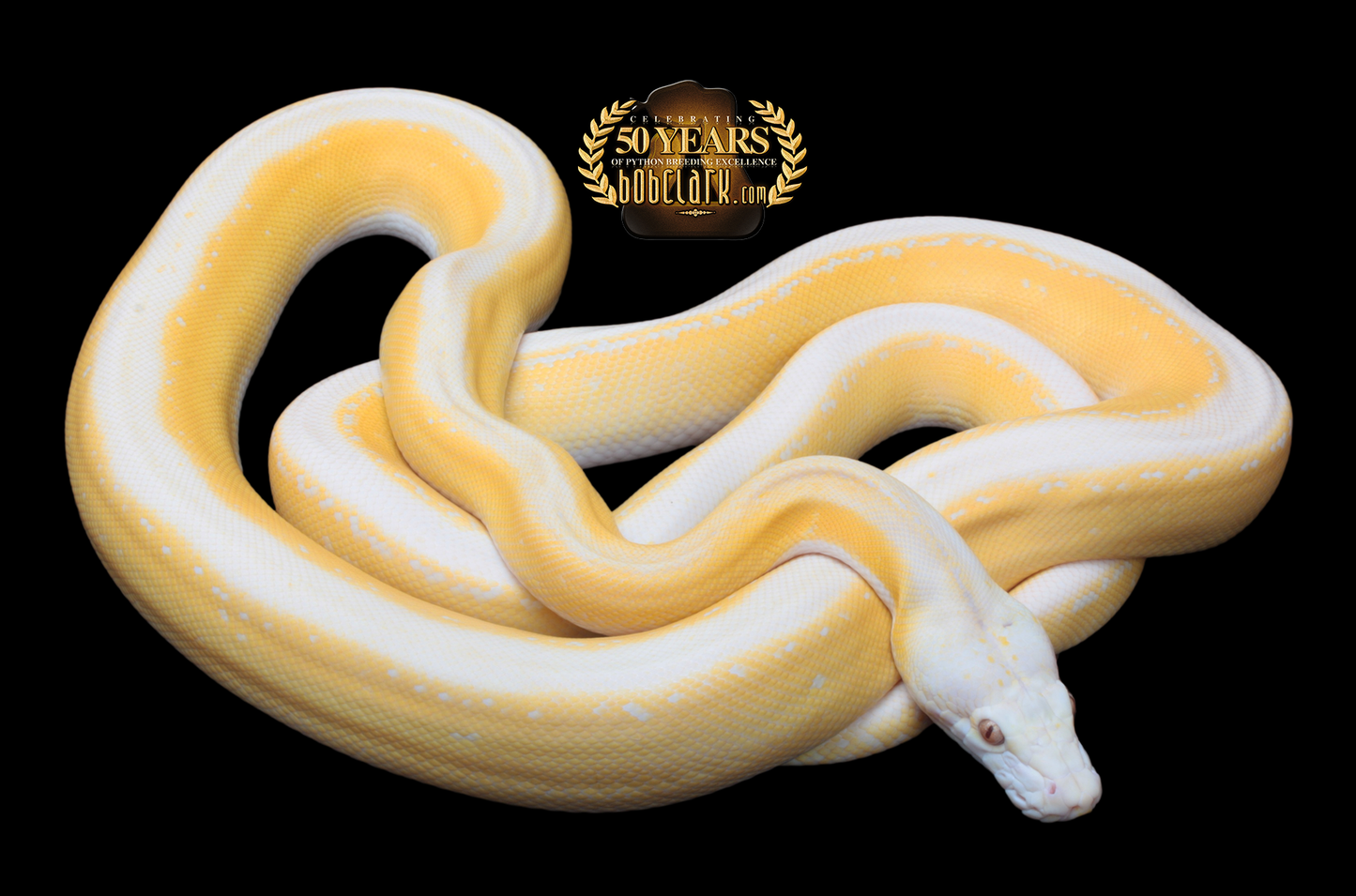 Lavender albino fire motley tiger citron 72"