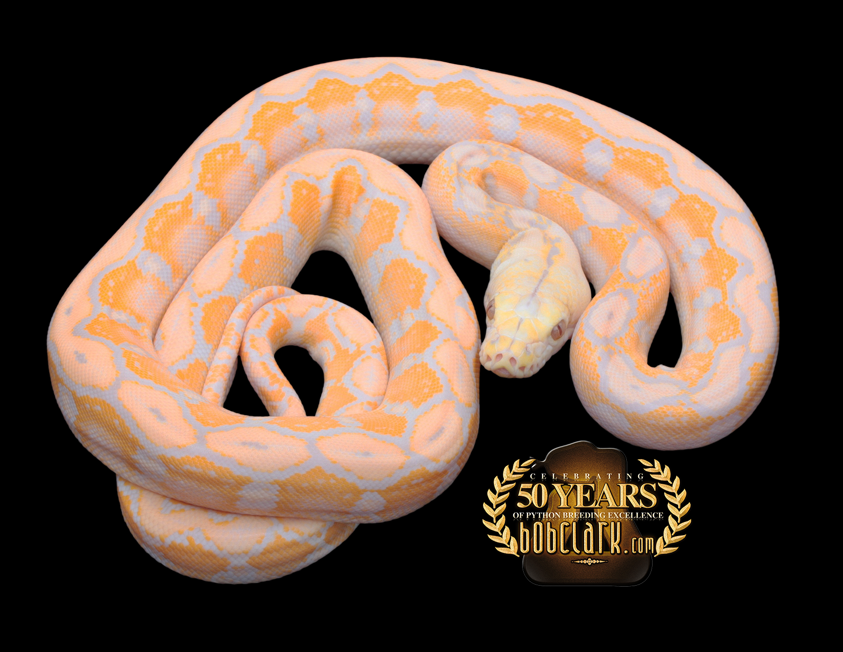 Reticulated Pythons : Lavender albino motley het anthrax