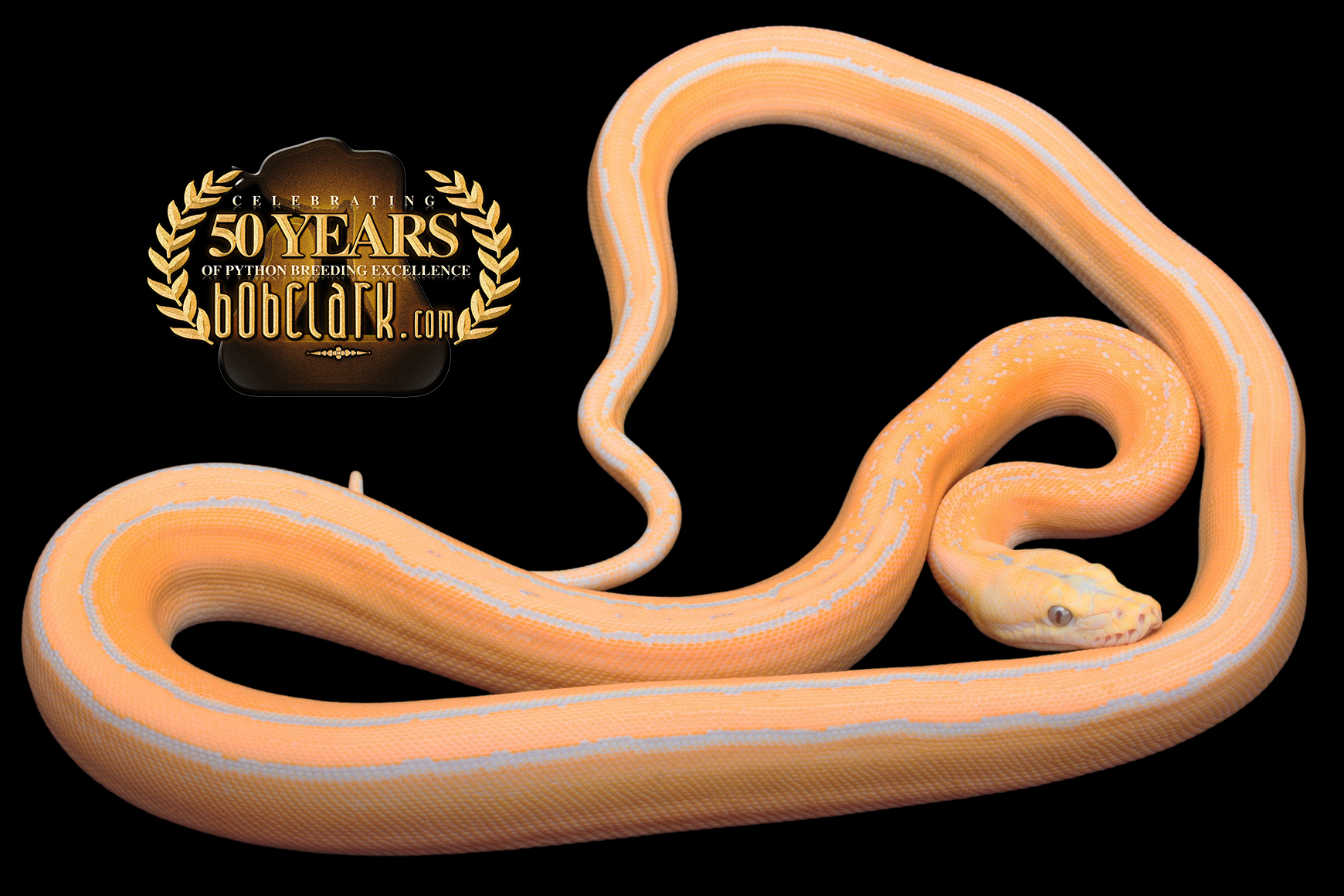 Lavender albino motley het orange ghost stripe