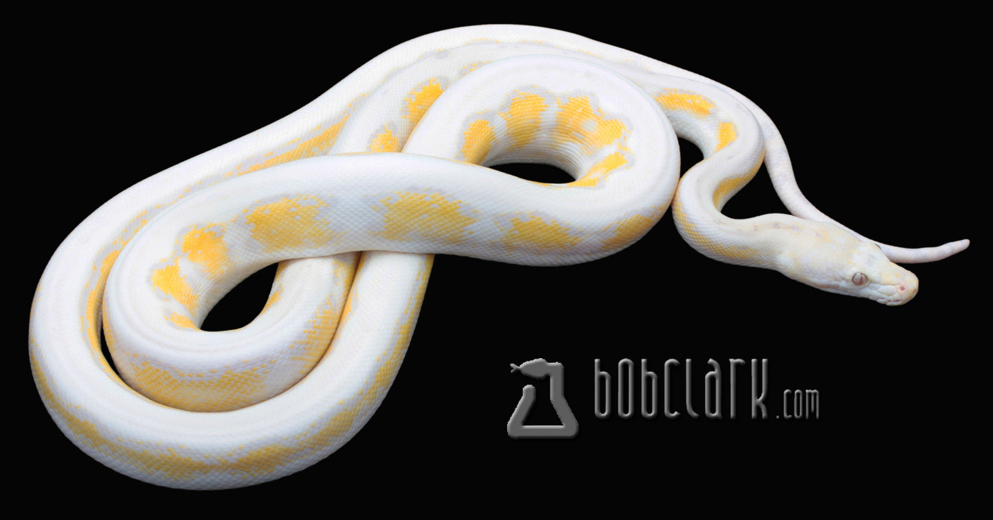 Lavender motley jaguar 60" male