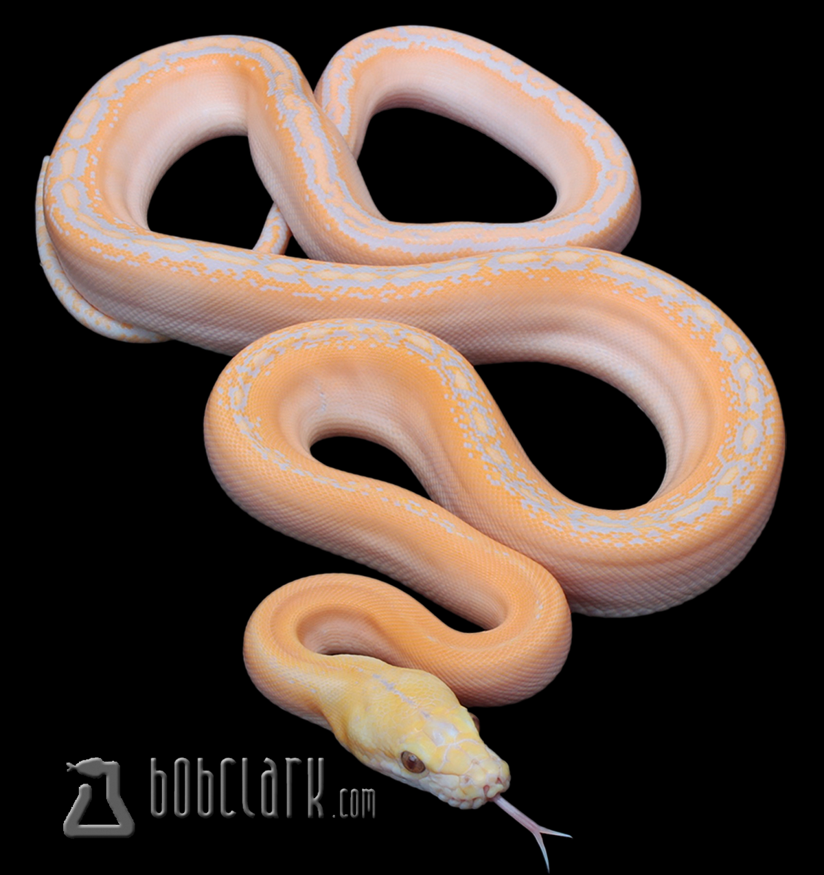Lavender albino motley phantom