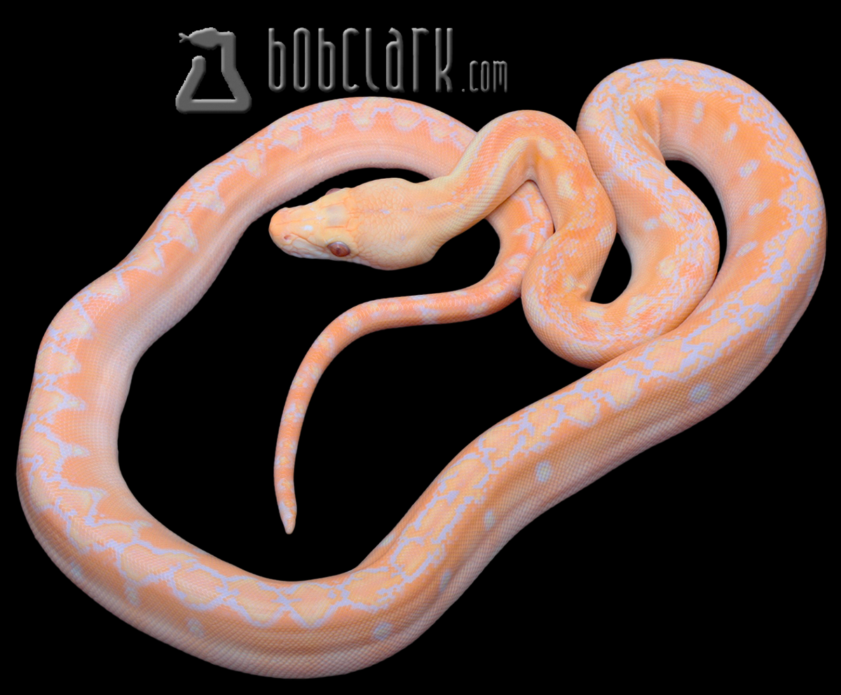 Lavender albino phantom