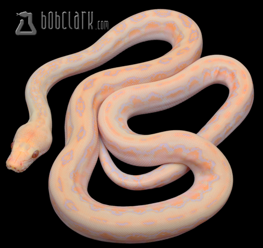 Lavender albino phantom jaguar