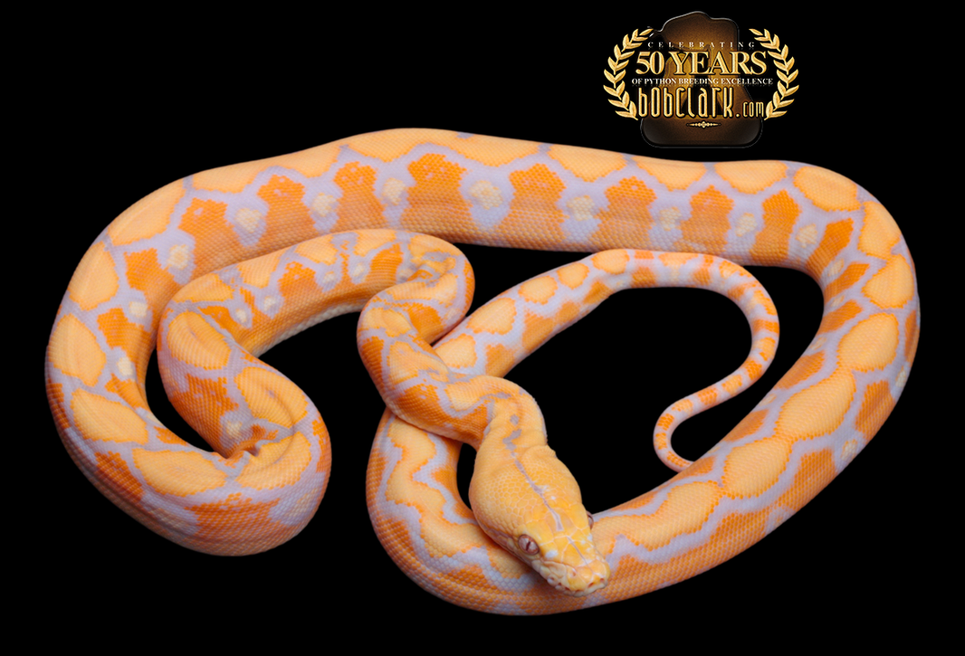 Reticulated Pythons