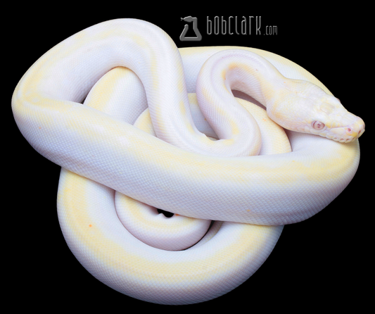 Lavender albino sunfire cow