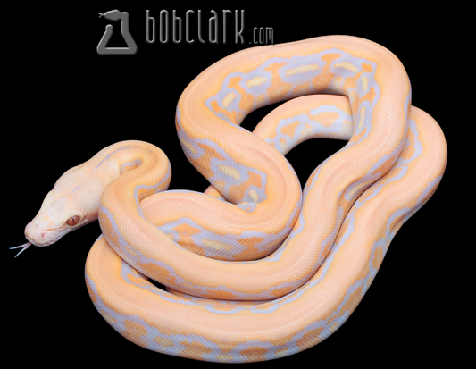 Lavender albino sunfire tiger
