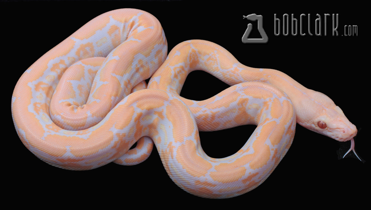 Lavender albino tiger