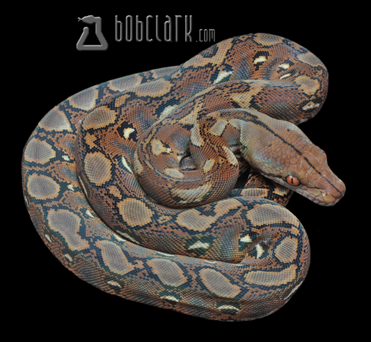 Reticulated python