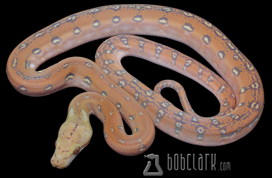 Mochino phantom aztec