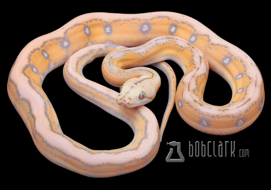 Mochino motley tiger