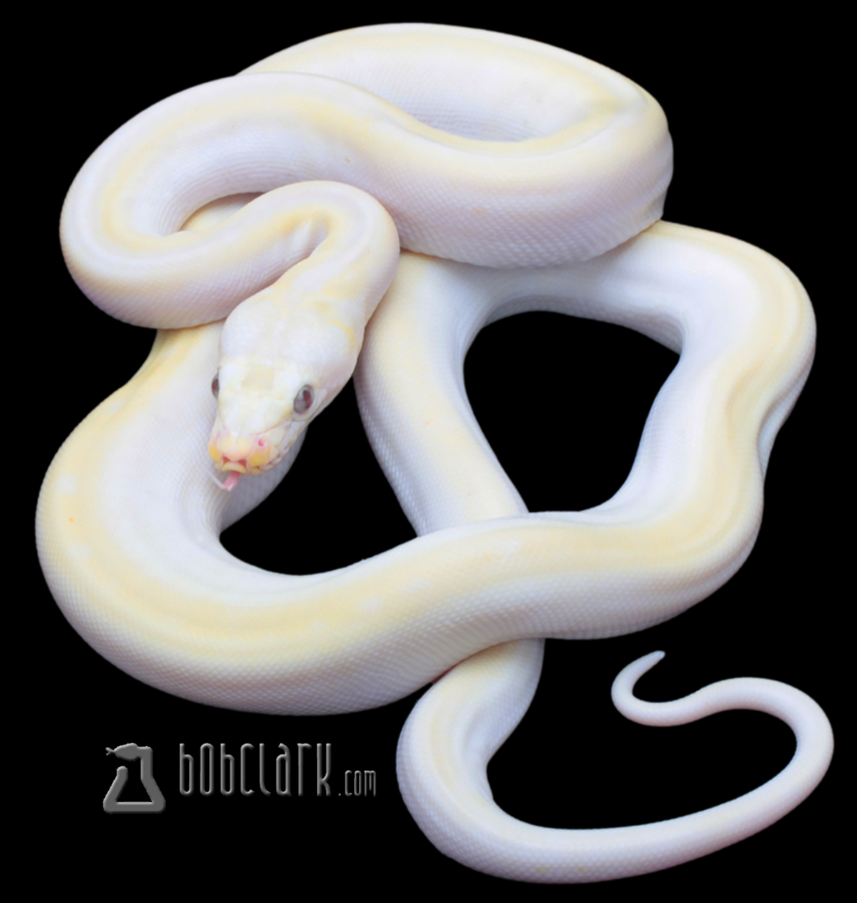 Cow Marble Reticulated Python Reticulated Pythons
