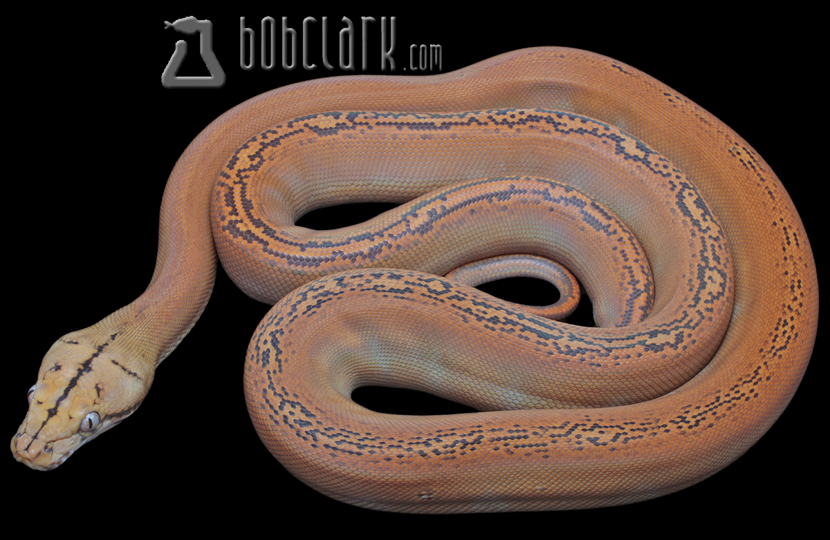 Mochino golden child