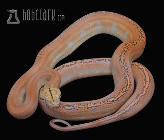 Mochino golden child