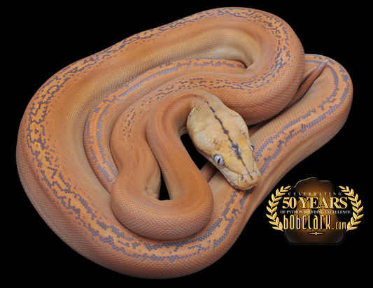 Mochino golden child