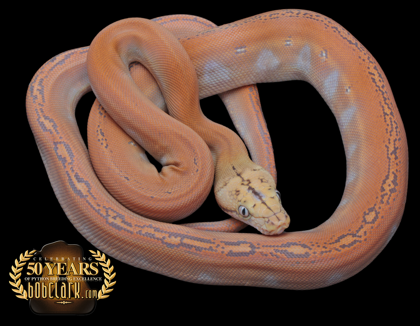 Mochino golden child