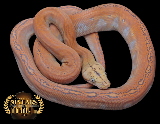 Mochino golden child