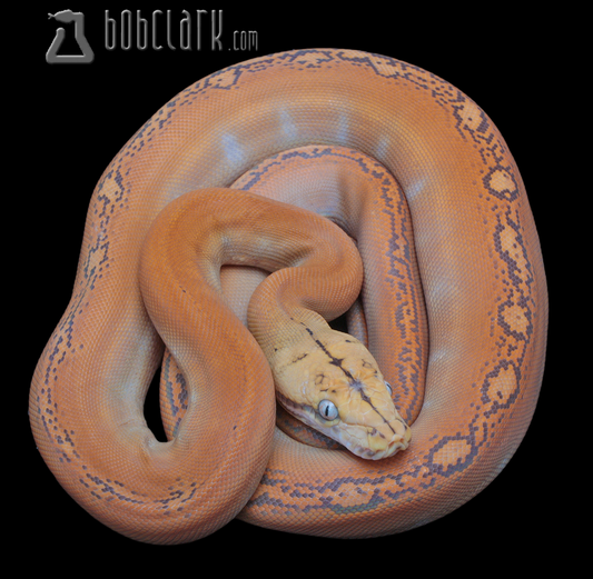 Mochino golden child