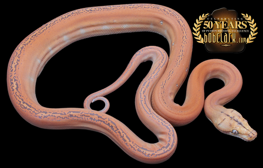 Mochino golden child