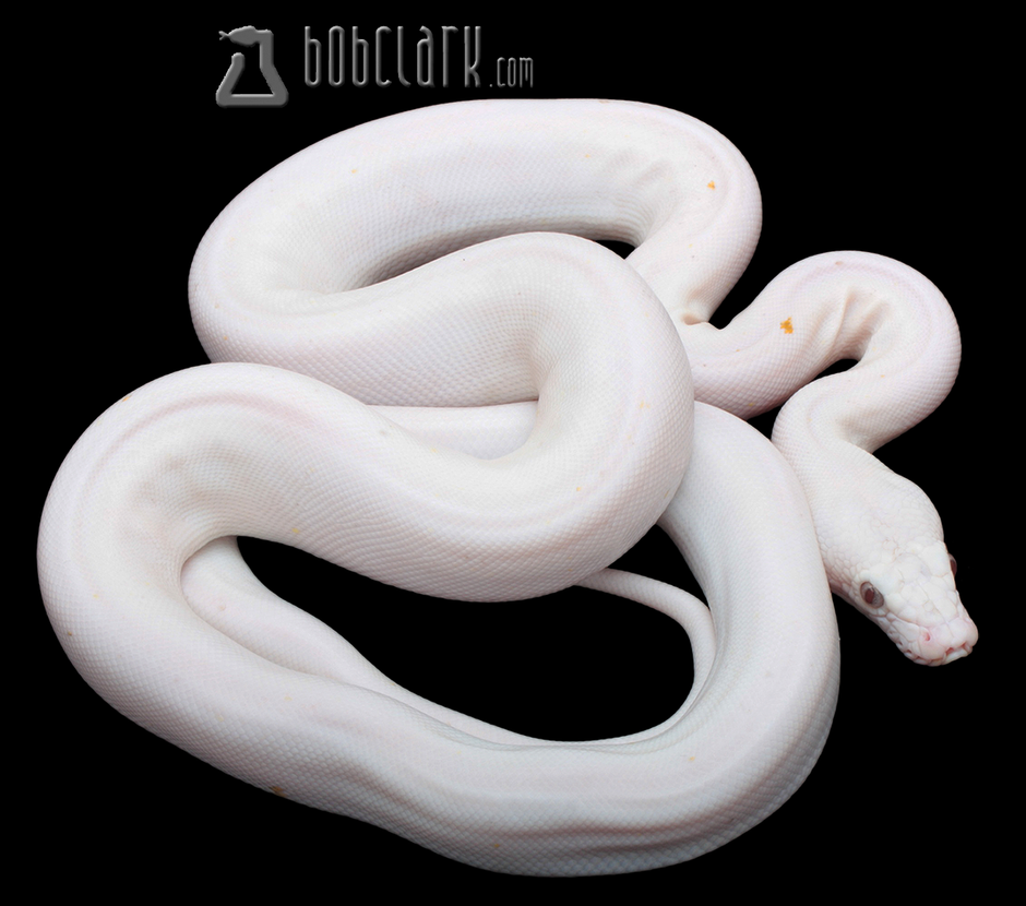 Reticulated Pythons