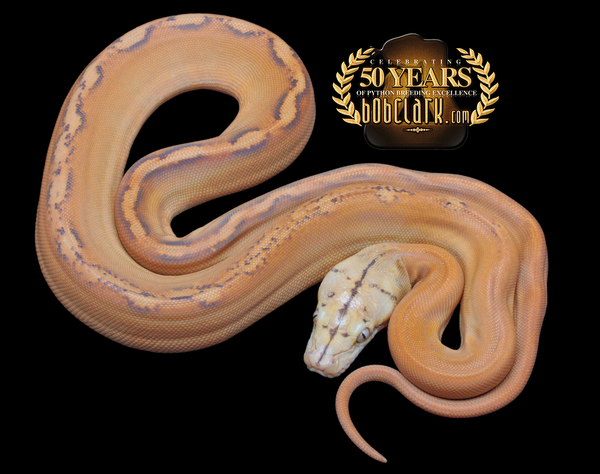 Reticulated Pythons : Mochino golden child sunfire
