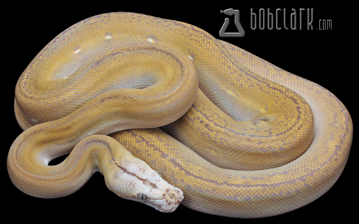 Mochino golden child tiger 72