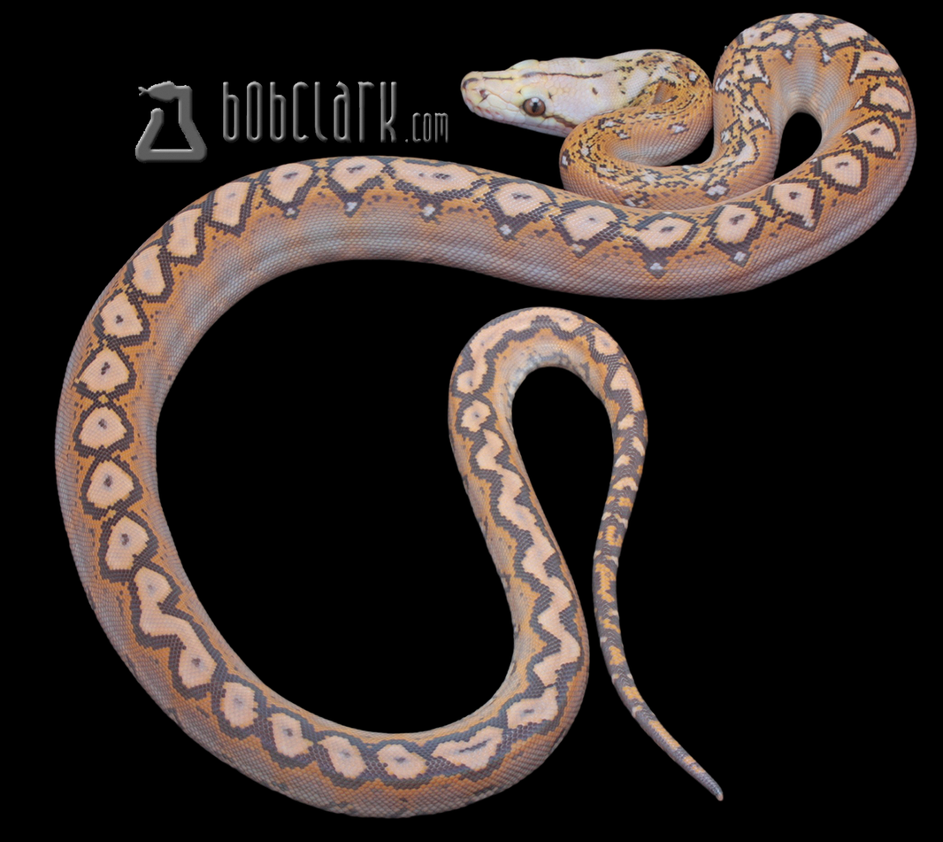 Reticulated Pythons