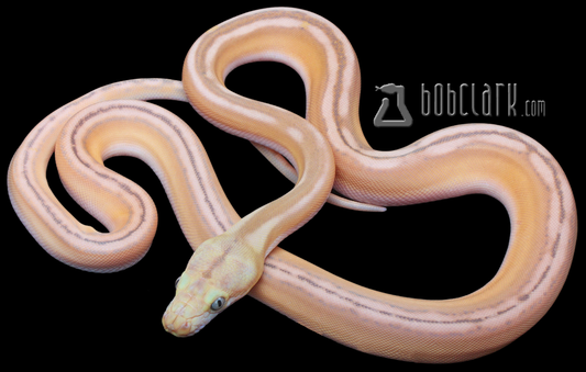 Mochino phantom tiger