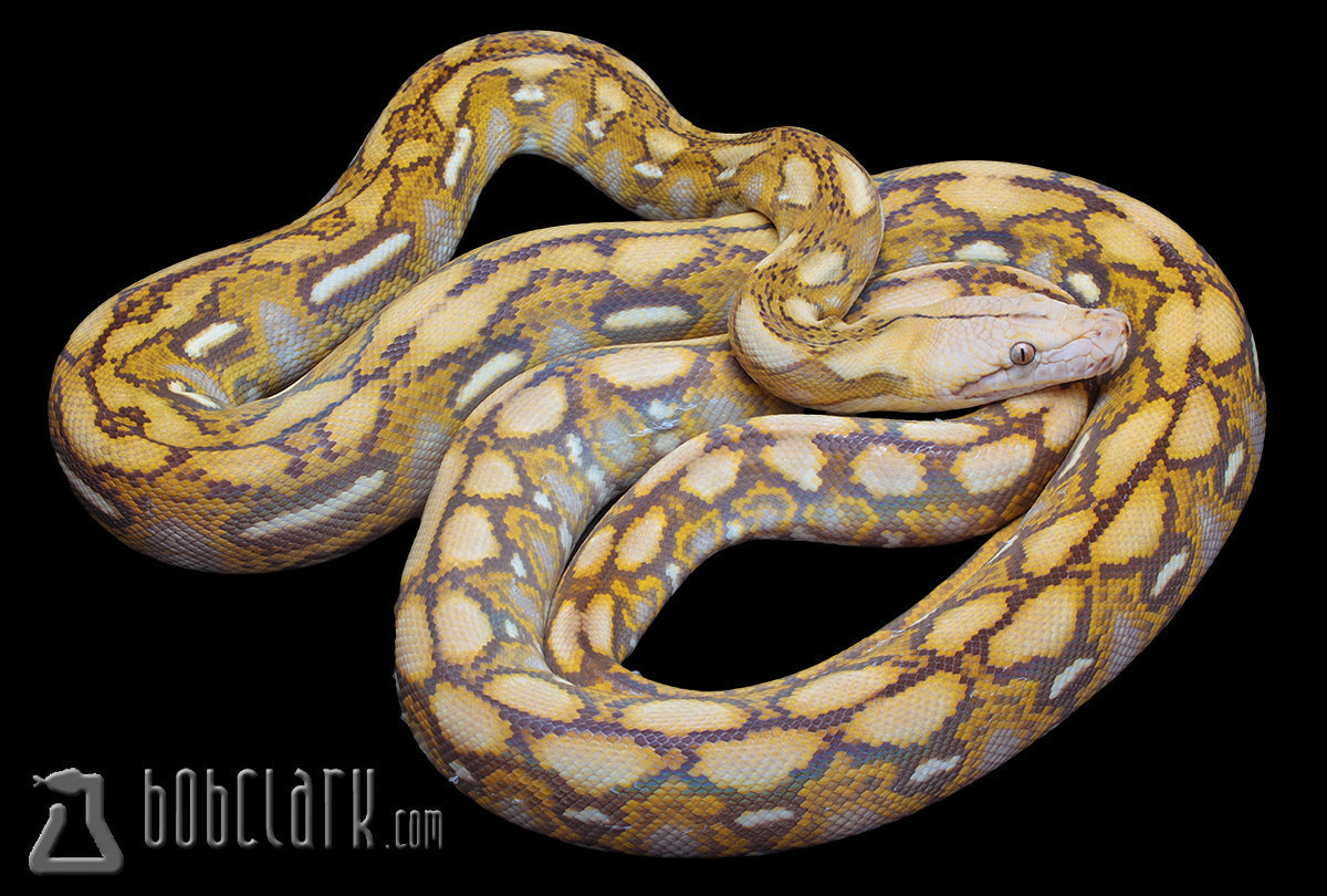 Reticulated Pythons : Mochino tiger male 60 inches