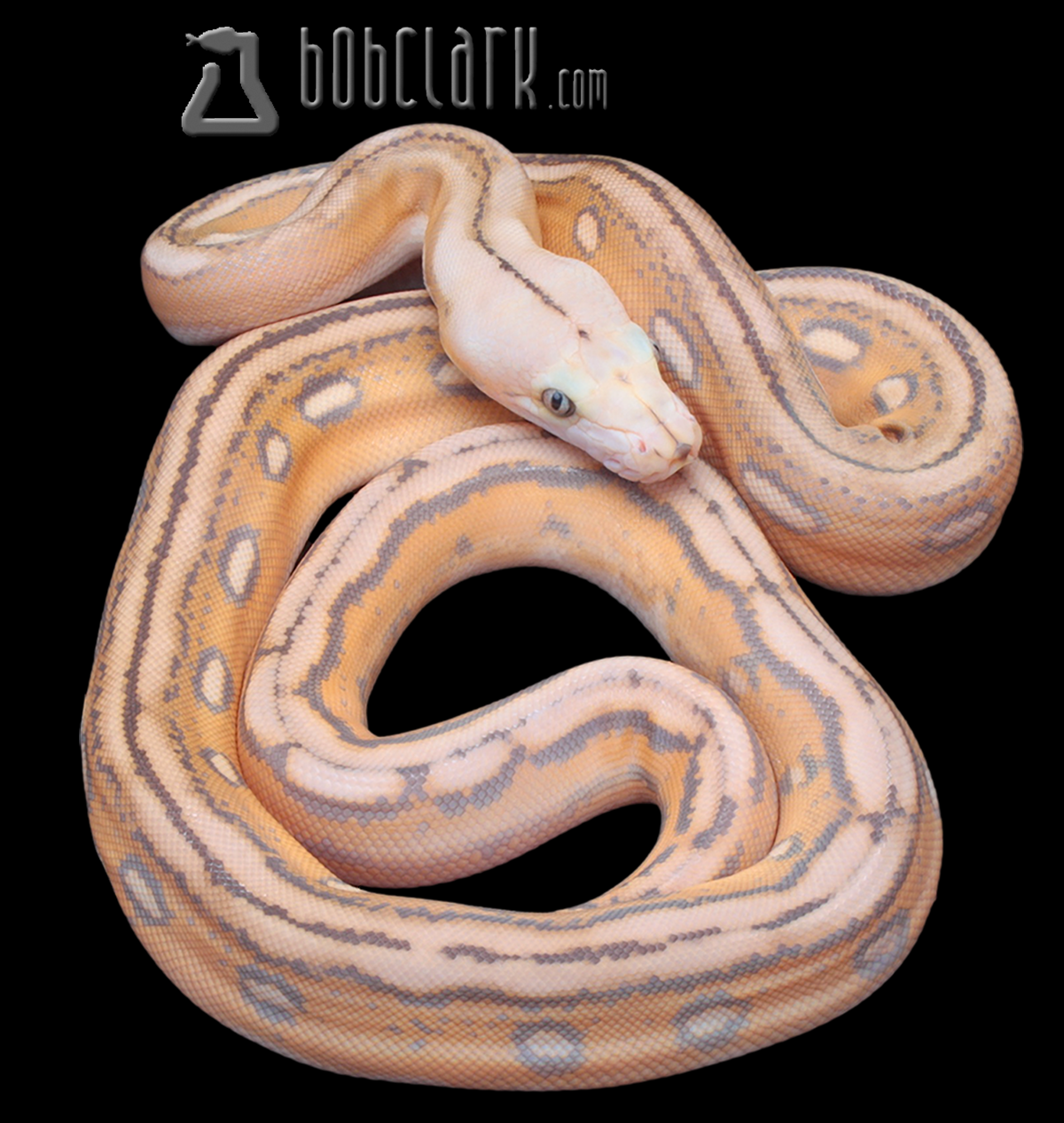 Mochino motley tiger