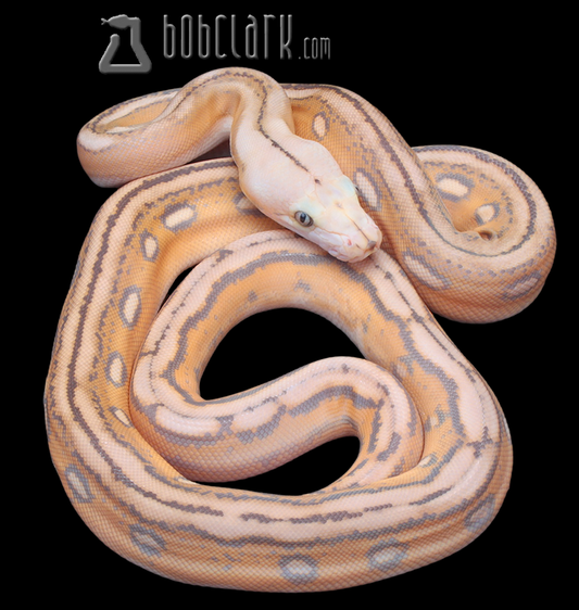 Mochino motley tiger