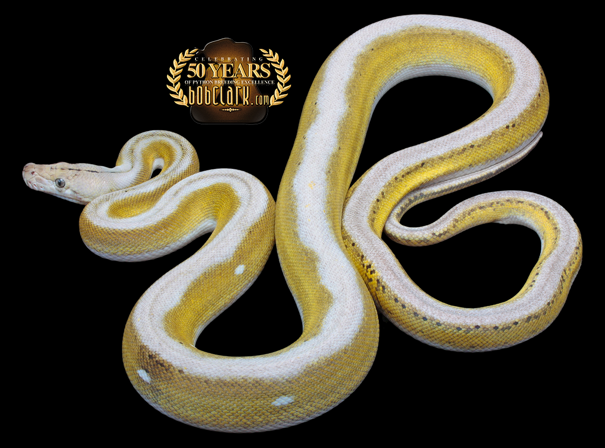 motley fire tiger citron 65"