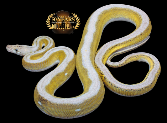 motley fire tiger citron 65"