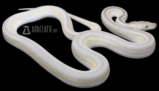 Motley fire tiger titanium 60"