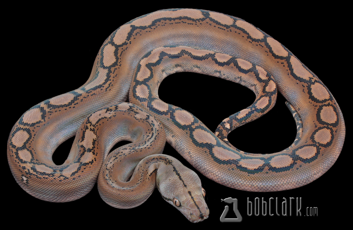 Motley Titanium Reticulated Python Motley