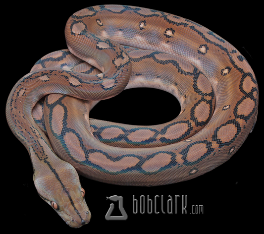 Motley 66% het albino/mocha