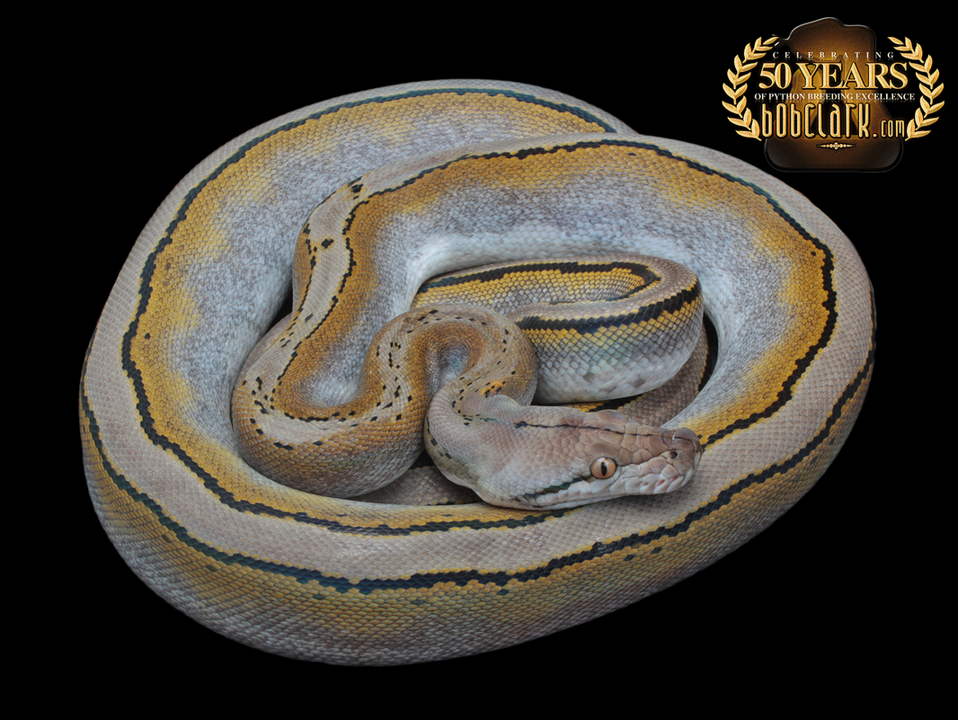 Reticulated Pythons
